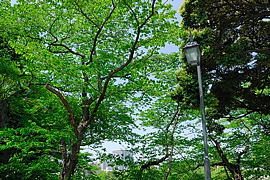 新緑が綺麗